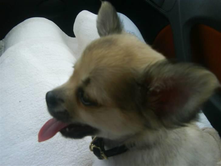 Chihuahua Elvis <3 - gab gab kunne godt sove 8) billede 14