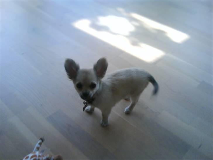 Chihuahua Elvis <3 billede 16