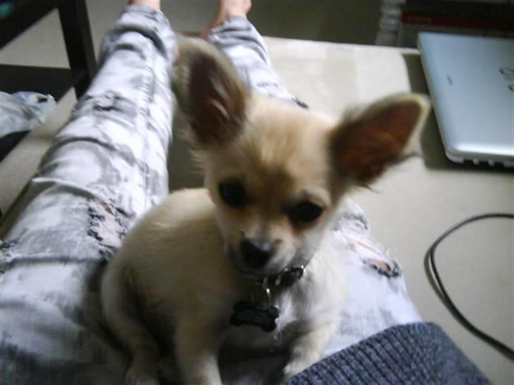 Chihuahua Elvis <3 billede 11