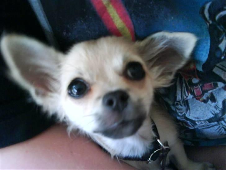 Chihuahua Elvis <3 billede 15
