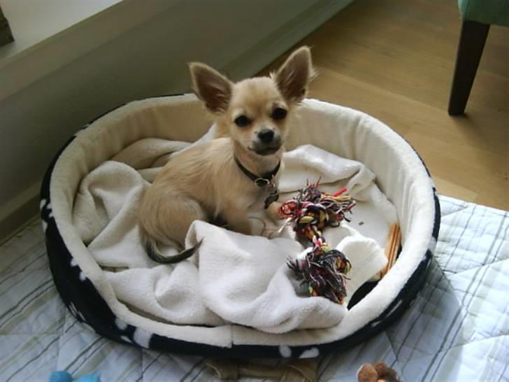 Chihuahua Elvis <3 billede 18