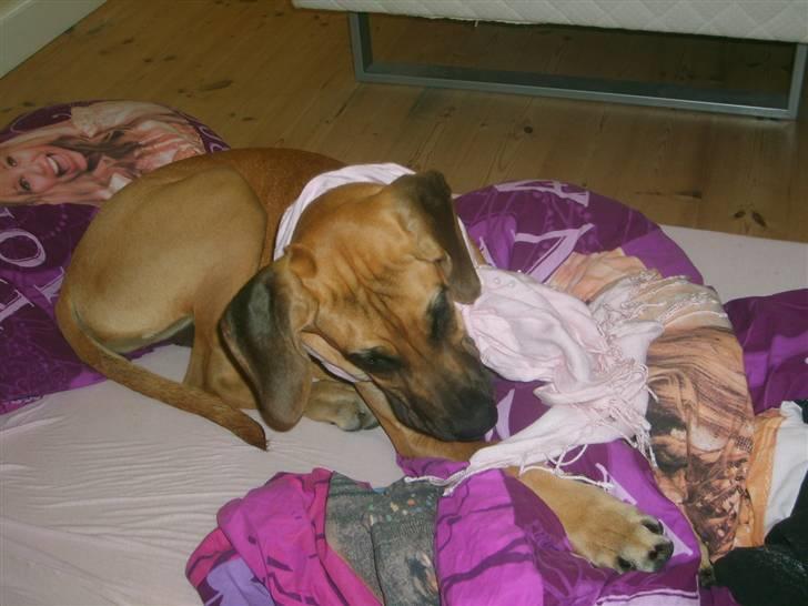 Grand danois Liva - er jeg ikke fin med tørklæde?<3 billede 11