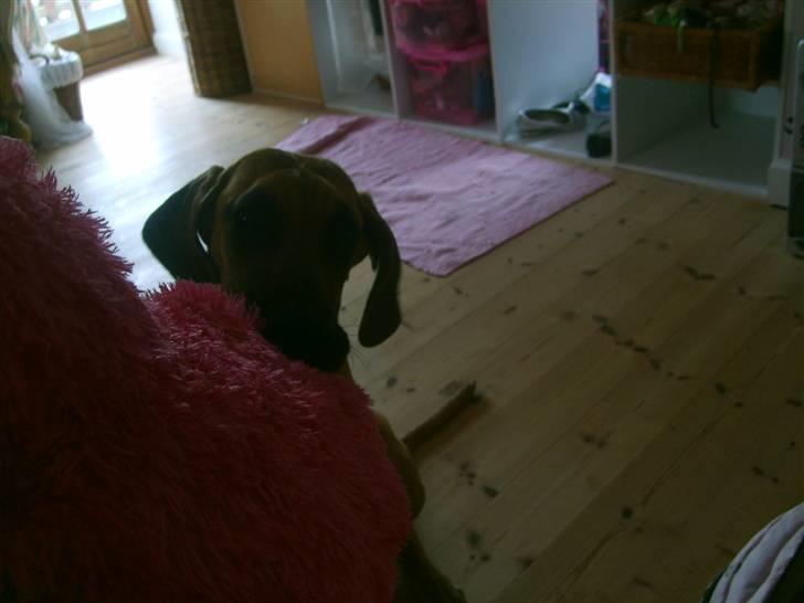 Grand danois Liva - liva gir et kys til puden billede 12