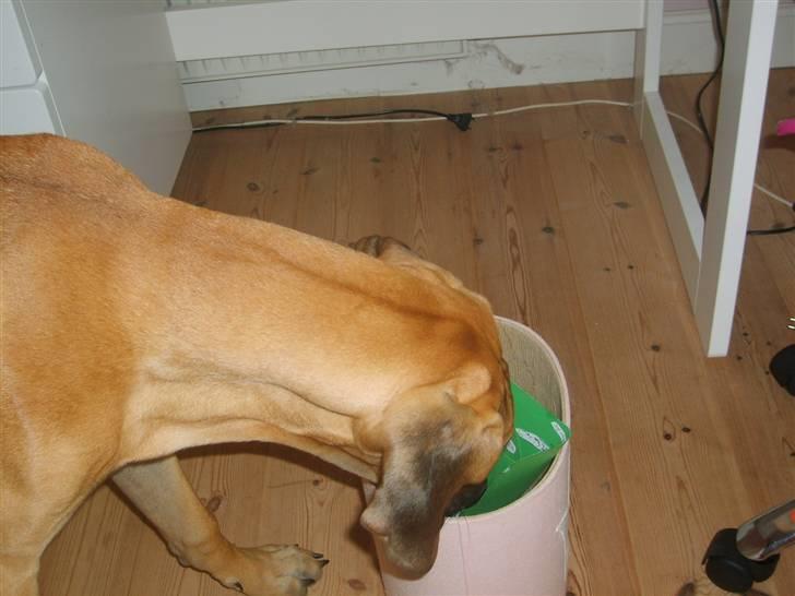 Grand danois Liva - hvad er det? billede 13