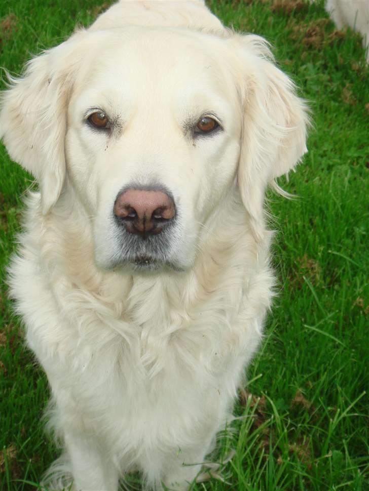 Golden retriever Lady billede 2