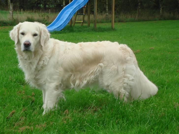 Golden retriever Lady billede 3