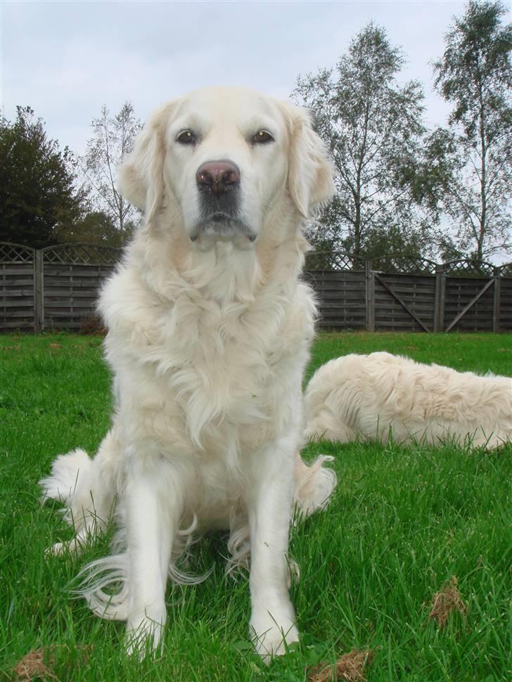 Golden retriever Lady billede 4
