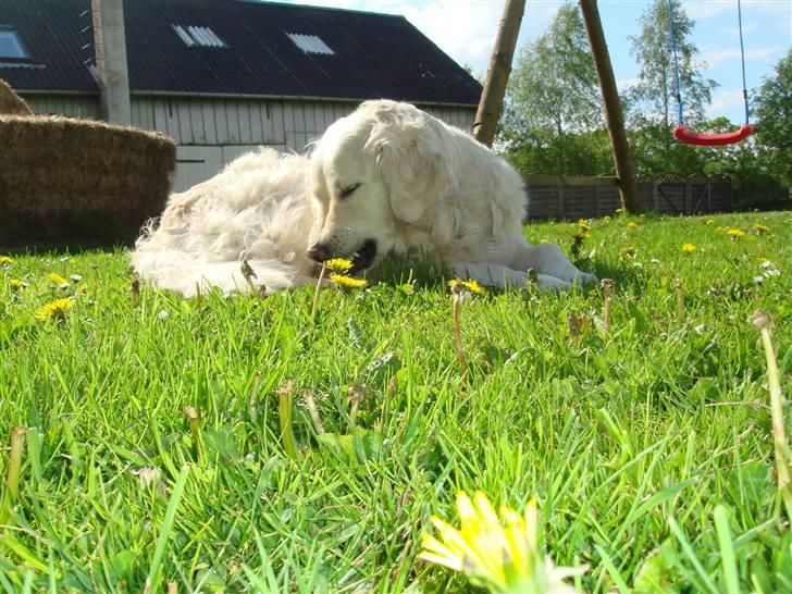 Golden retriever Lady billede 5