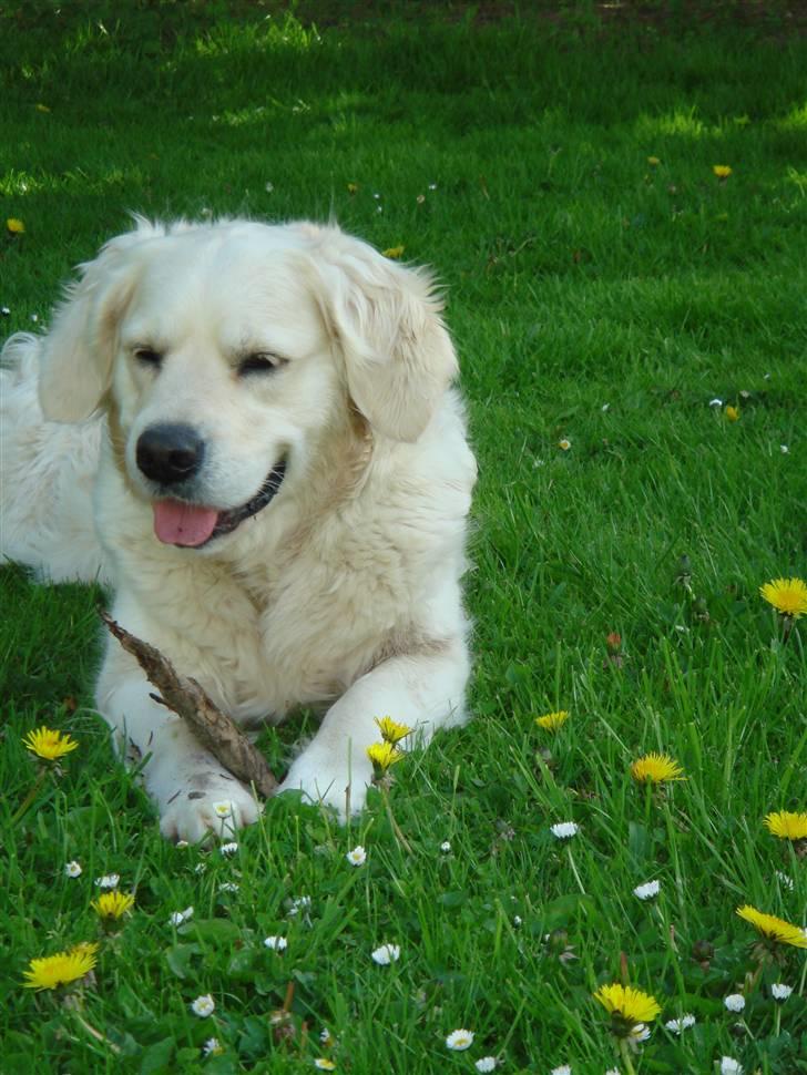 Golden retriever chili billede 2