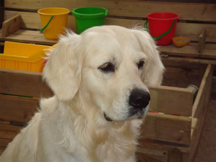Golden retriever chili billede 3