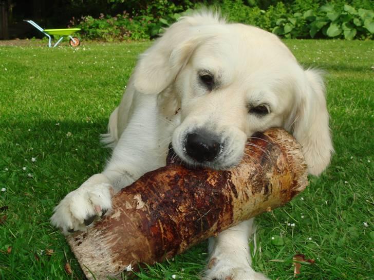 Golden retriever chili billede 4