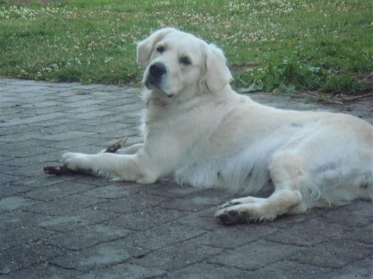 Golden retriever chili billede 5