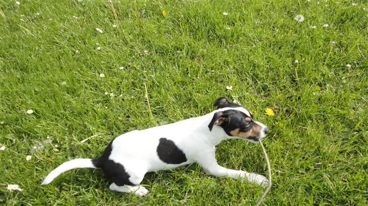 Dansk svensk gaardhund Minnie billede 7