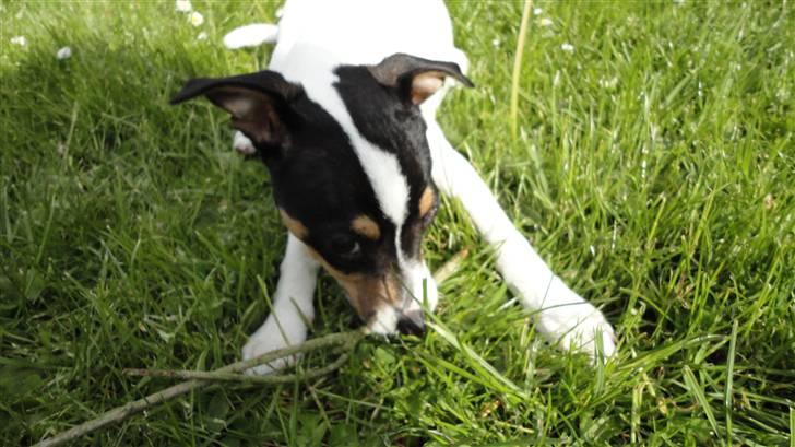 Dansk svensk gaardhund Minnie billede 8