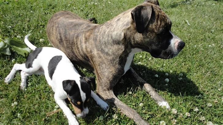 Dansk svensk gaardhund Minnie billede 9