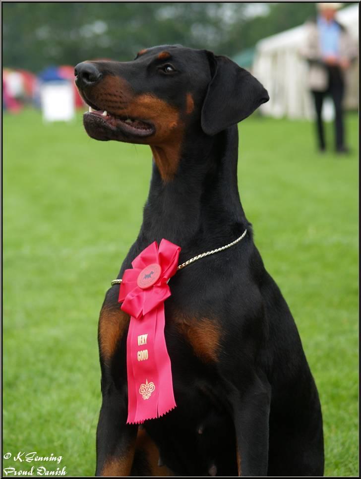 Dobermann Proud Danish Cool Casio billede 14