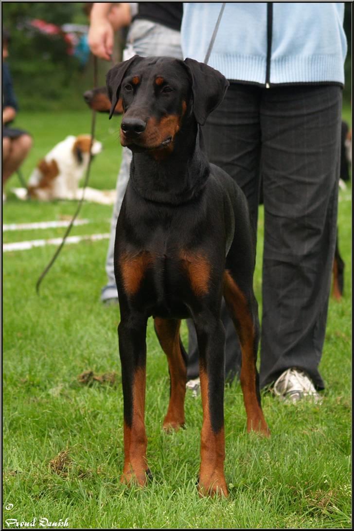 Dobermann Proud Danish Cool Casio billede 15