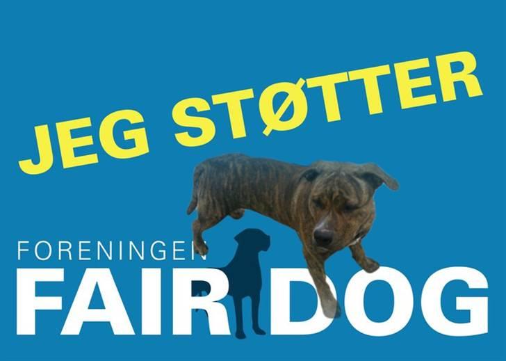 Amerikansk staffordshire terrier Coco - JEG støtter foreningen Fair Dog !! billede 19