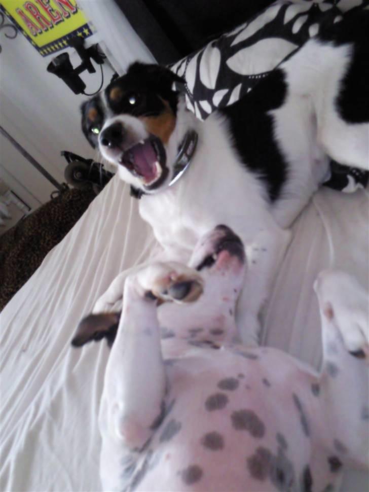 Blanding af racer Vaks - Se hvor farlig jeg ser ud.. billede 6