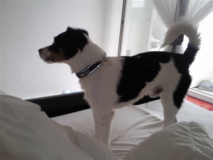 Blanding af racer Vaks - Krølle på halen billede 7