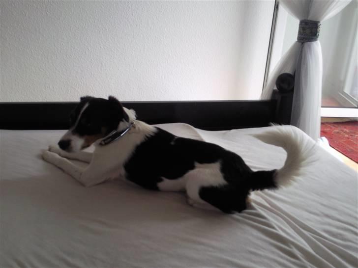 Blanding af racer Vaks billede 8