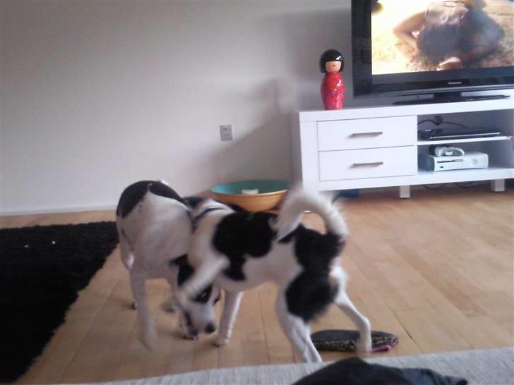 Blanding af racer Vaks - Jeg elsker at lege med "storesøster" billede 9