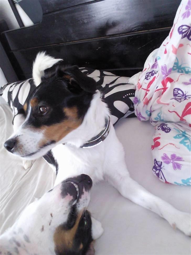 Blanding af racer Vaks billede 10