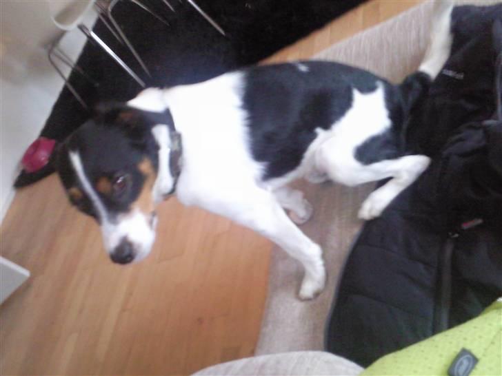 Blanding af racer Vaks billede 11