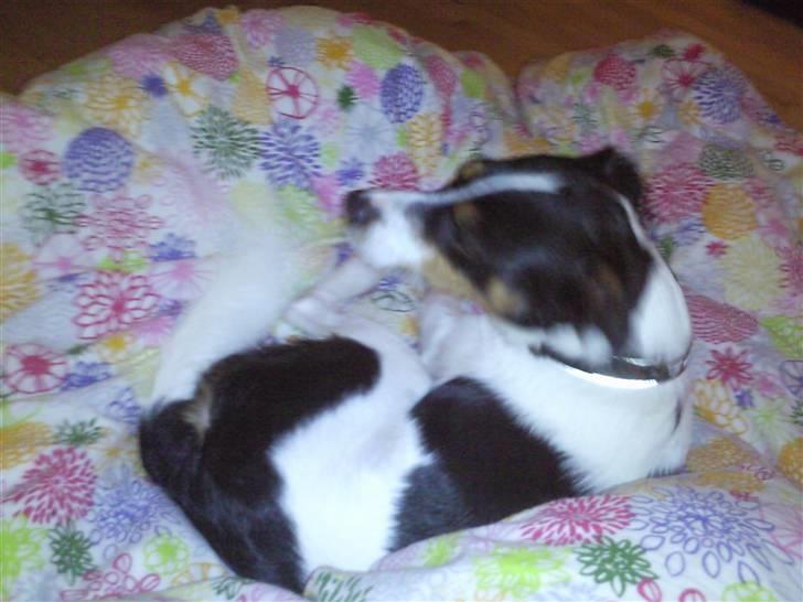 Blanding af racer Vaks - Dejligt med rent sengetøj billede 12