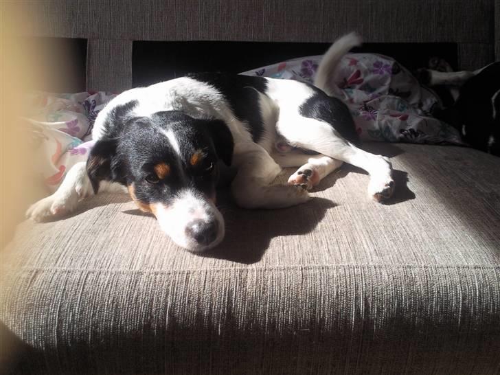 Blanding af racer Vaks billede 13