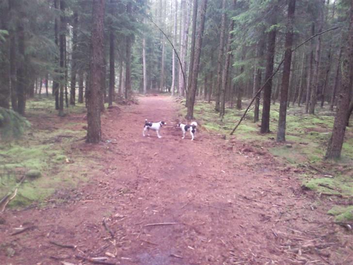 Blanding af racer Vaks billede 14