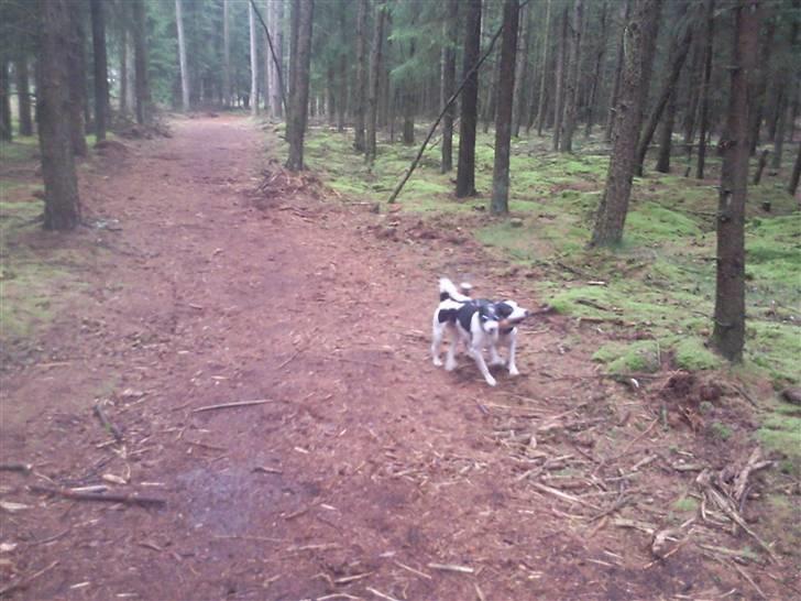 Blanding af racer Vaks billede 15