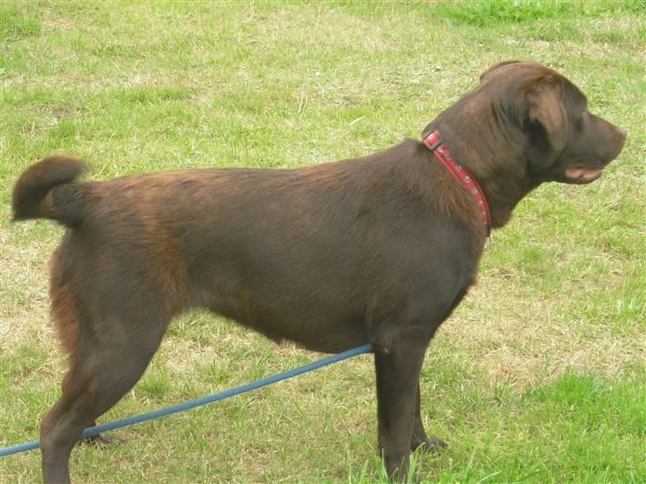 Labrador retriever Sille R.I.P billede 16