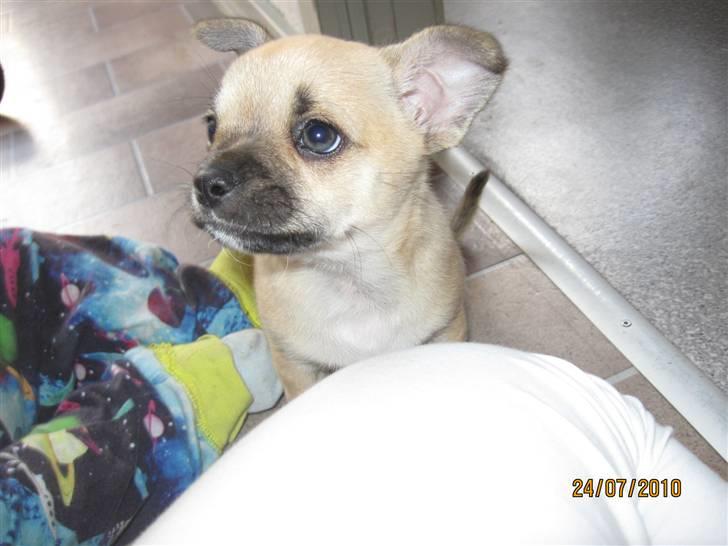 Chihuahua Aimee's Diesel-solgt feb 12 billede 16