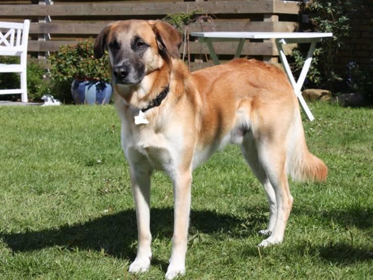 Blanding af racer | Balder den første - Hele vuffen <3 billede 2