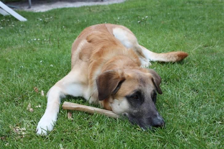 Blanding af racer | Balder den første - Balder med sit højtelskede ben <3 billede 3