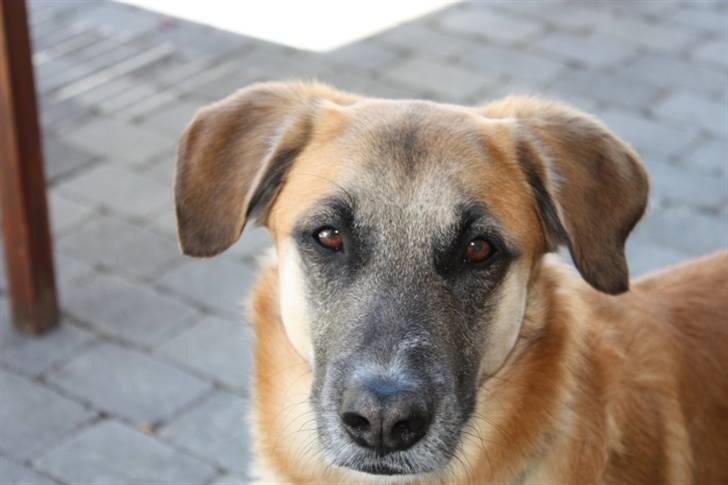 Blanding af racer | Balder den første - Smukke hoved <3 billede 4