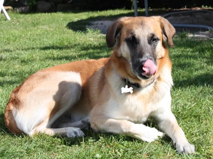 Blanding af racer | Balder den første - Slik sig om munden <3 billede 5