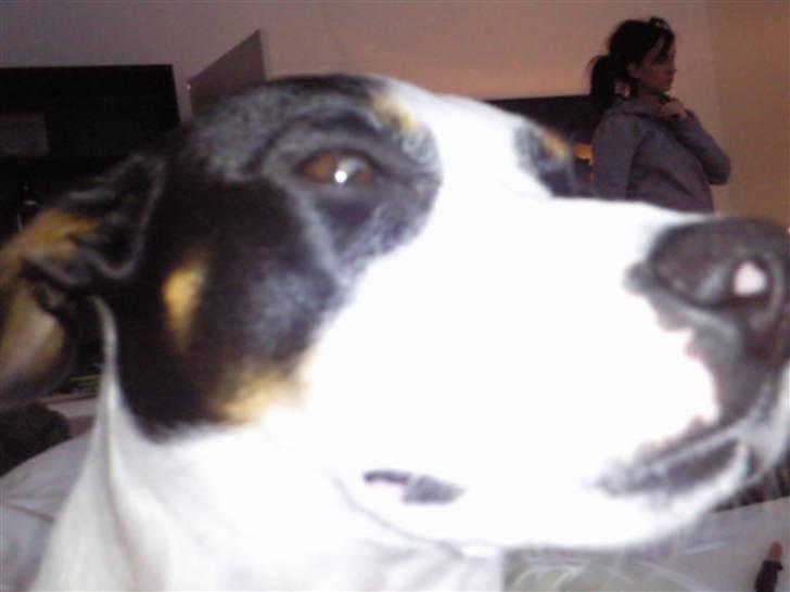 Blanding af racer Ea billede 15