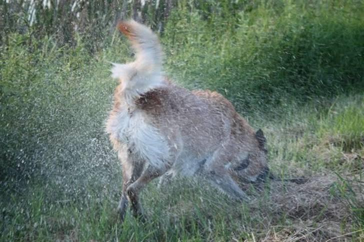 Blanding af racer | Balder den første - Efter en badetur skal kroppen lige rystes <3 billede 6