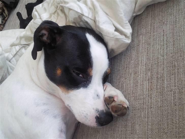 Blanding af racer Ea billede 16