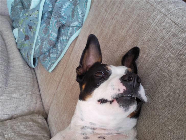 Blanding af racer Ea billede 17