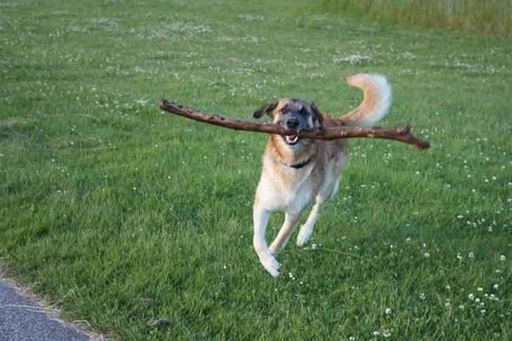 Blanding af racer | Balder den første - Løb med en pind :D <3 billede 7