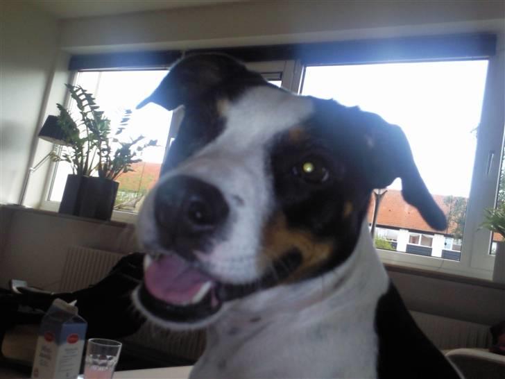 Blanding af racer Ea - Smiiil :) billede 18