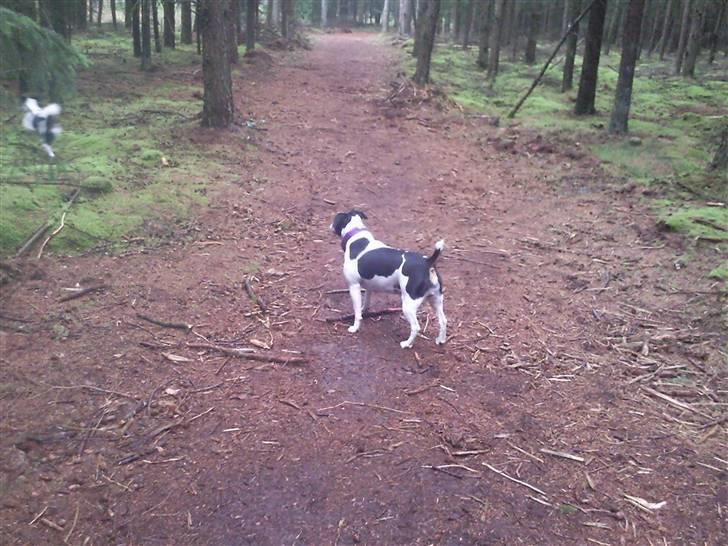 Blanding af racer Ea - I hundeskoven billede 19