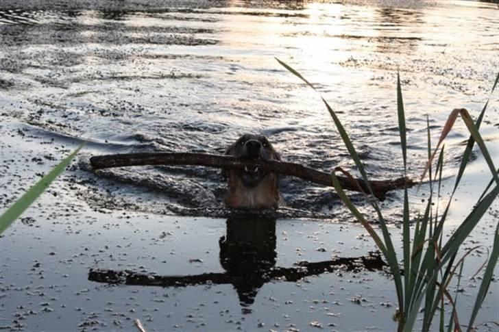 Blanding af racer | Balder den første - Ude og bade :D <3 billede 8