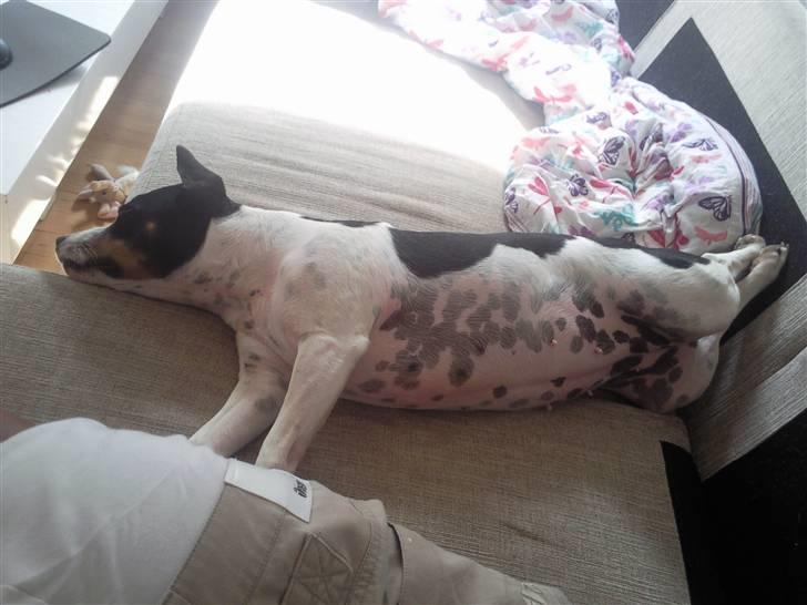 Blanding af racer Ea - Ea tager sig en slapper efter en laaang tur ved åen. billede 20