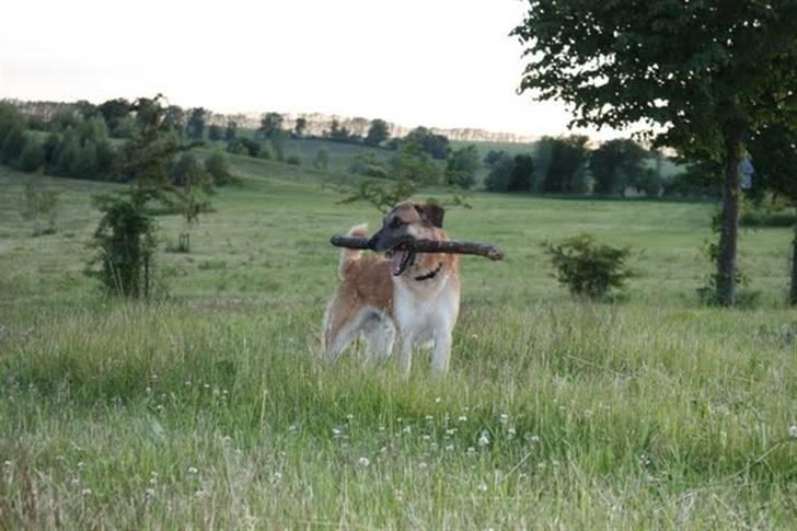 Blanding af racer | Balder den første - wow elsker det her billed - se baggrunden :o)<3 billede 9