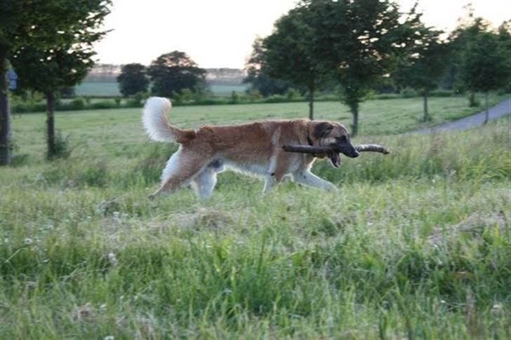 Blanding af racer | Balder den første - Glad vuf <3 billede 10