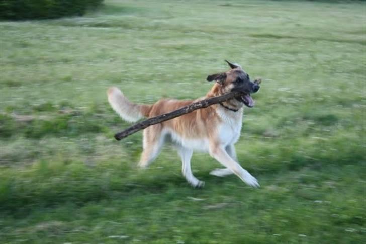 Blanding af racer | Balder den første - Vuf i løb <3 billede 11
